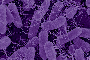 E. Coli