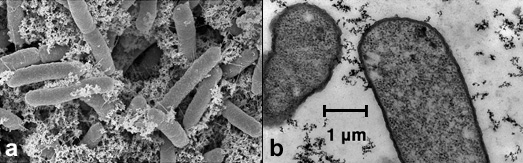 Nanofactory Scematic