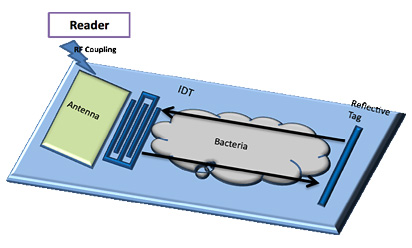 Schematic of the fabricated SAW sensor used for detecting bacterial biofilm growth.