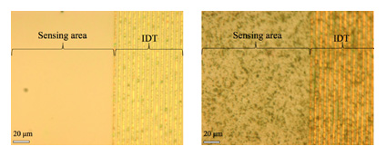 Optical microscopy images of the sensor surface before (left) and after (right) bacterial biofilm growth.