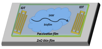 Schematic of the fabricated SAW sensor used for detecting bacterial biofilm growth.