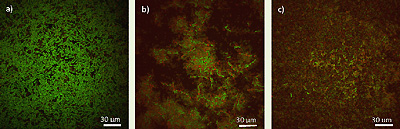 Confocal microscopy images of fluorescently labeled 60-hour biofilms.