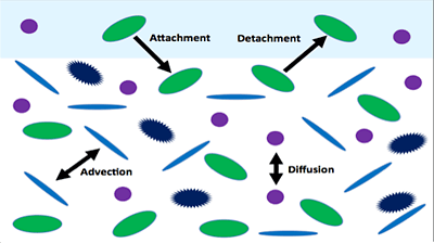 Mathematical model of biofilm growth.