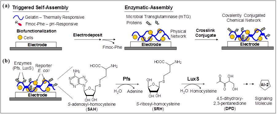 Signal transduction