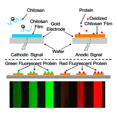 Protein Assembly