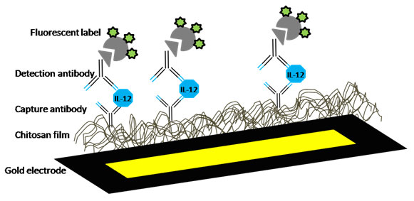 Assembling immunoasseays onto patterned electrodes.