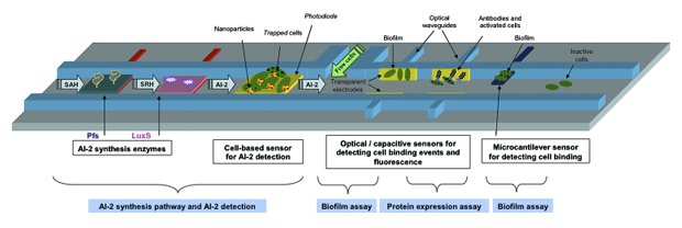 Biochip Diagram