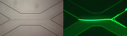 Chitosan Membranes